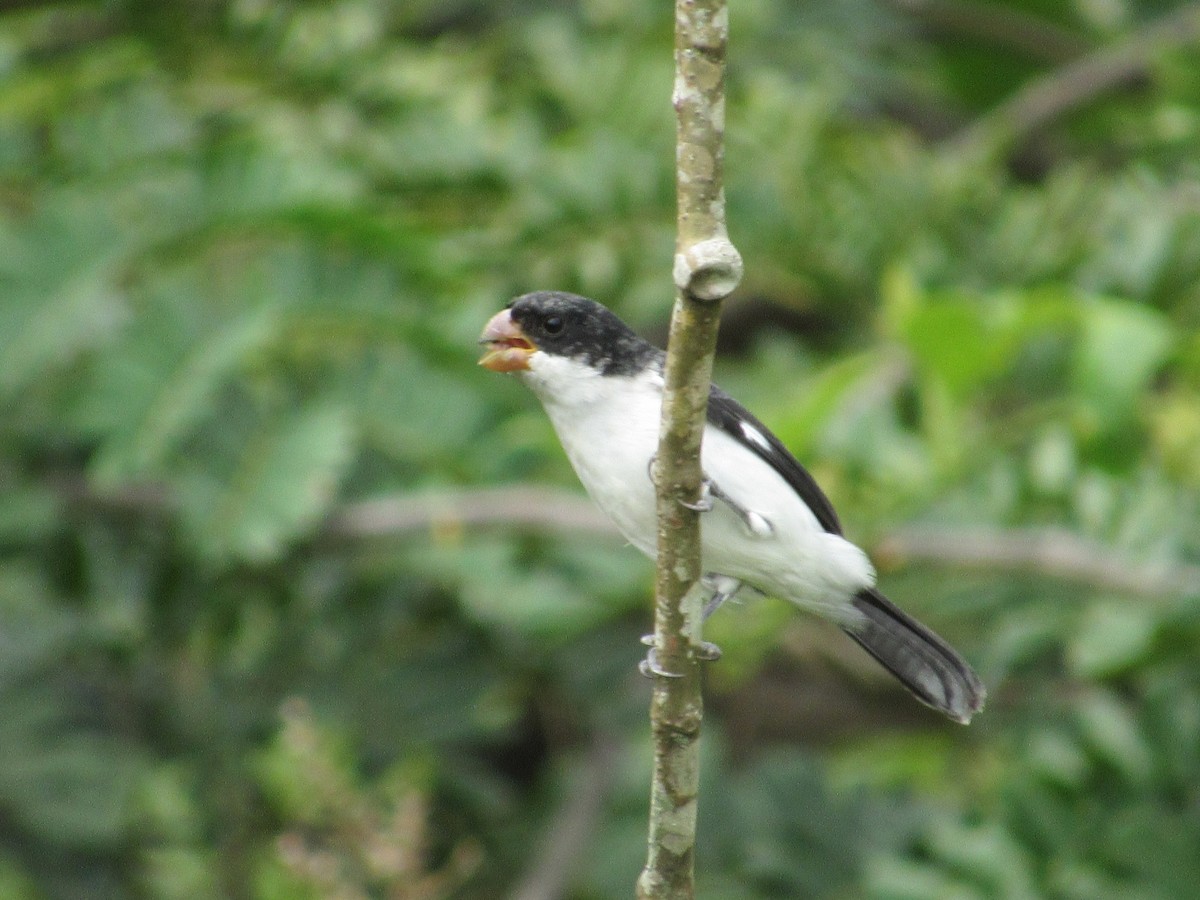 White-bellied Seedeater - ML486397591