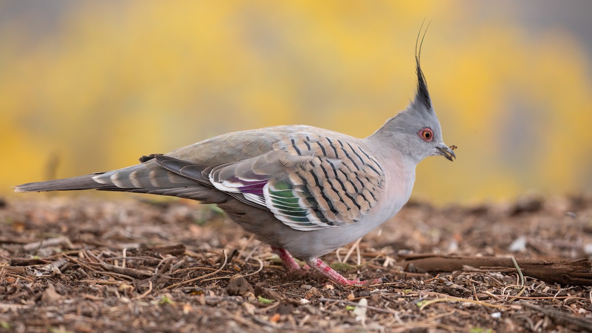 Crested Pigeon - ML486400071