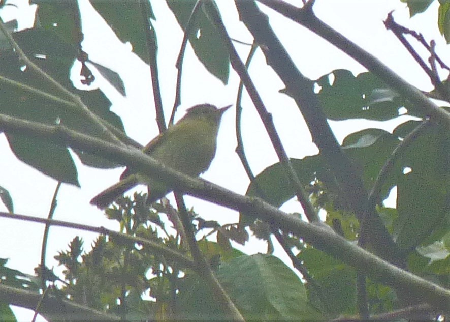 Bahia Tyrannulet - ML486402631