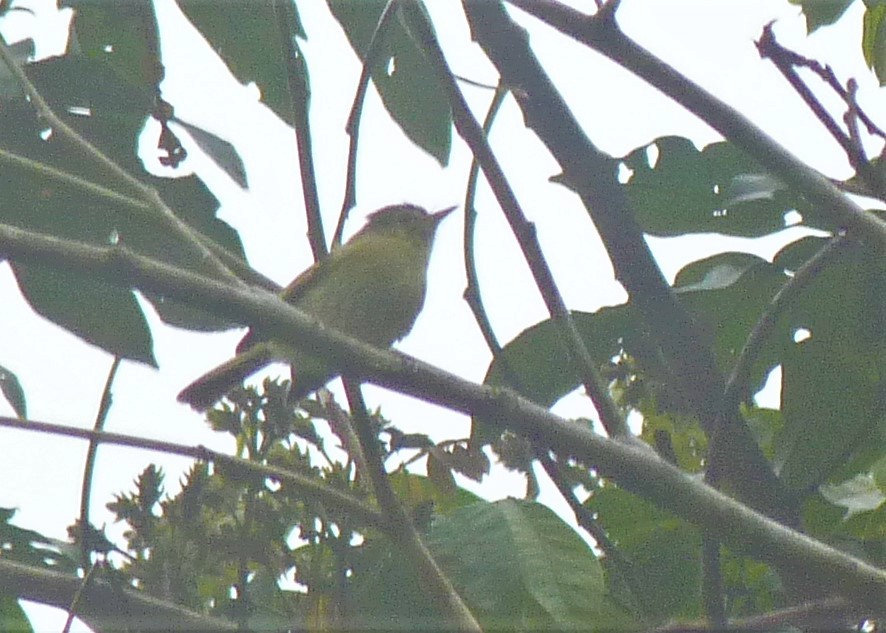 Bahia Tyrannulet - Carlos Otávio Gussoni