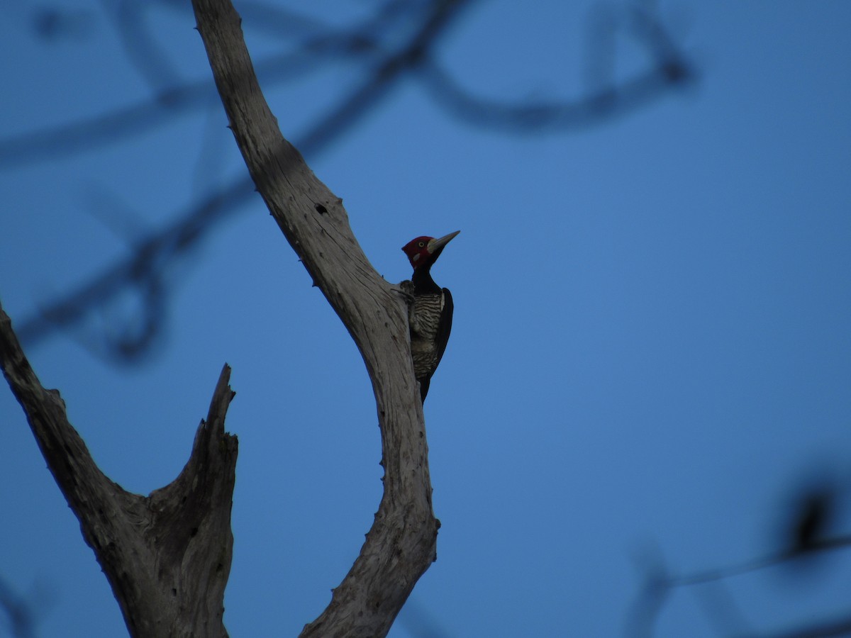 Crimson-crested Woodpecker - samuel olivieri bornand