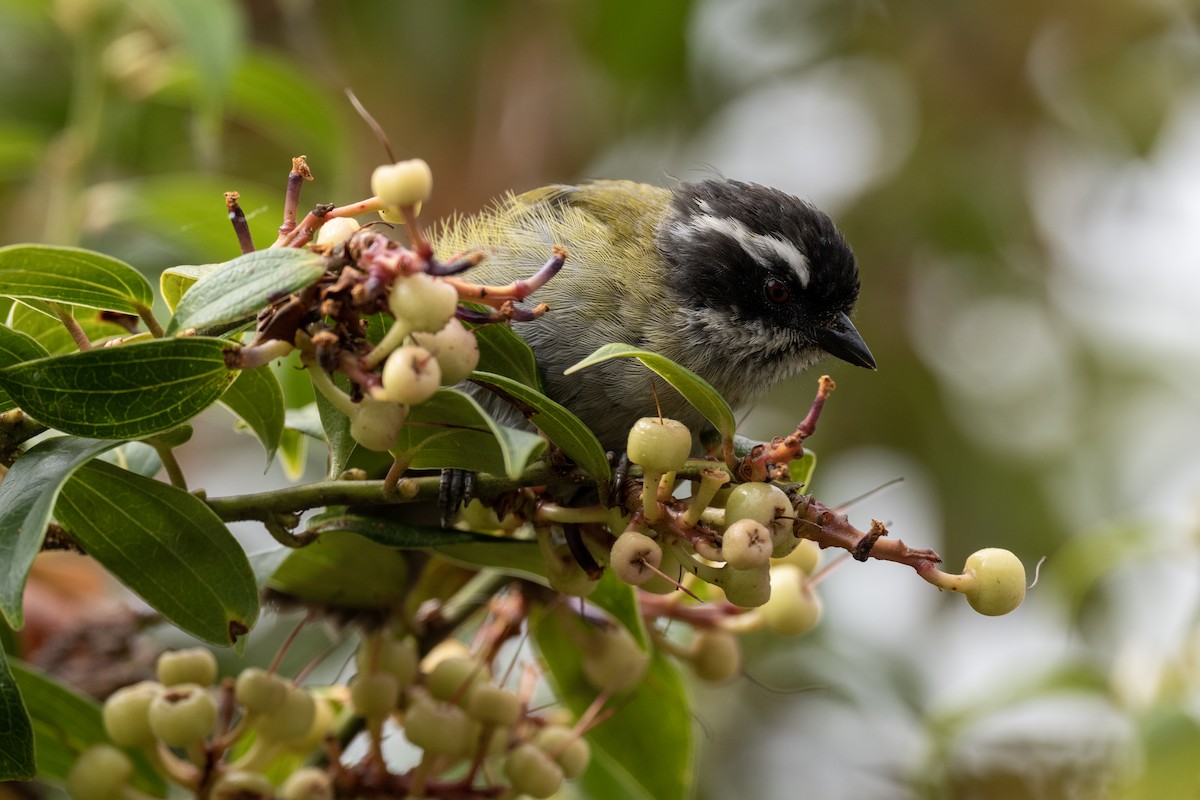 Sooty-capped Chlorospingus - ML486410081