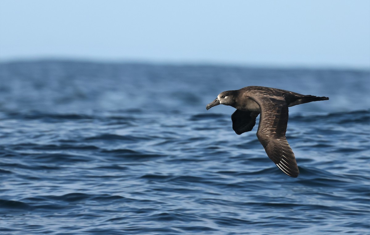 Black-footed Albatross - ML486410221