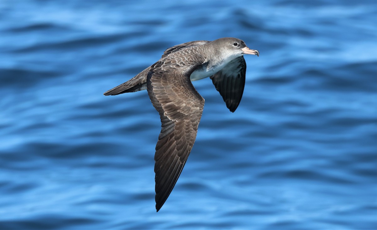 Pink-footed Shearwater - ML486411421