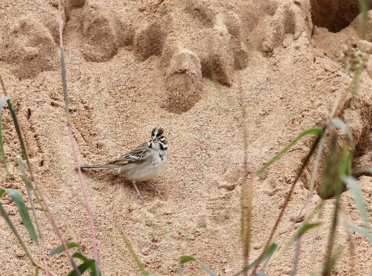 EBird Checklist 22 Sep 2022 Hartlen Point 52 Species 1 Other Taxa