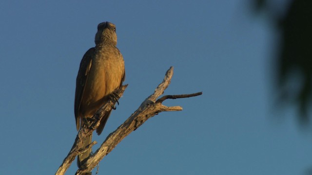 Fawn-breasted Bowerbird - ML486416