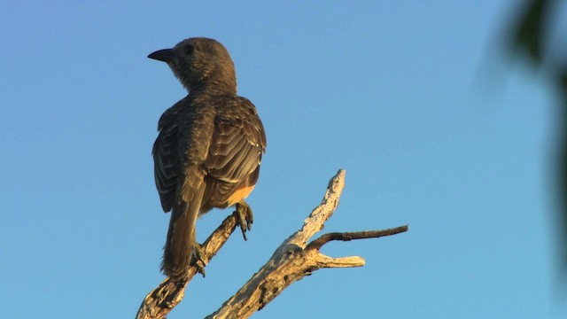  - Fawn-breasted Bowerbird