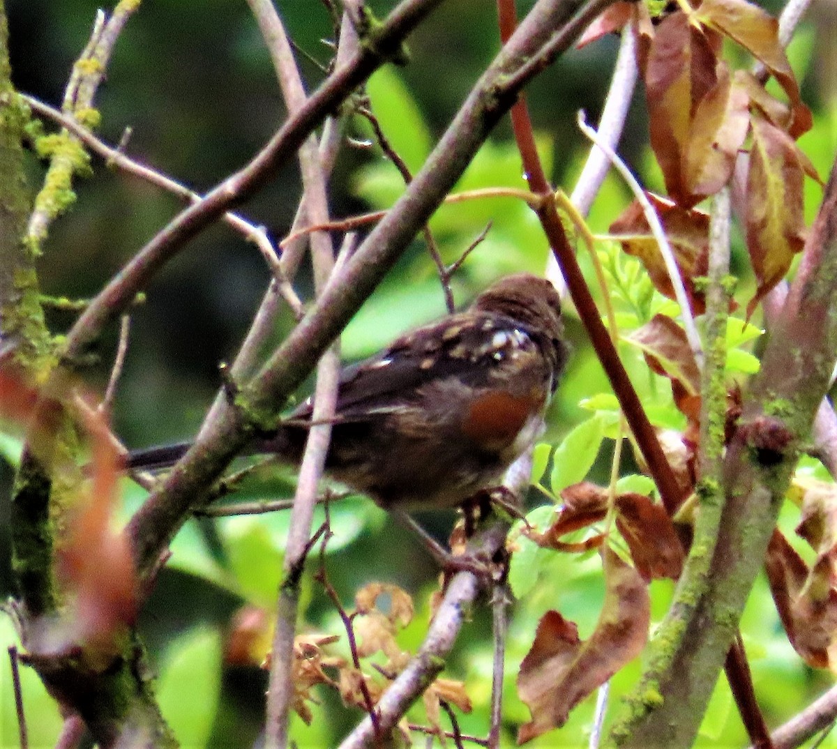 Spotted Towhee - ML486417151