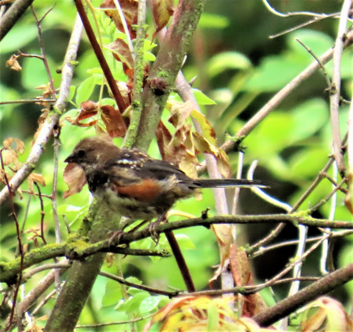 Spotted Towhee - ML486417161