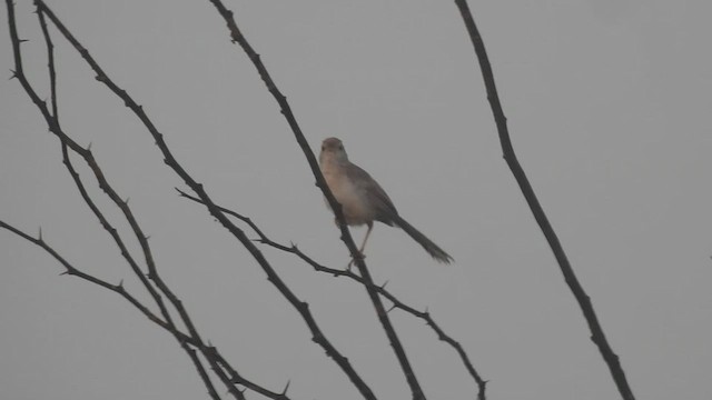 Rufous-fronted Prinia - ML486419991