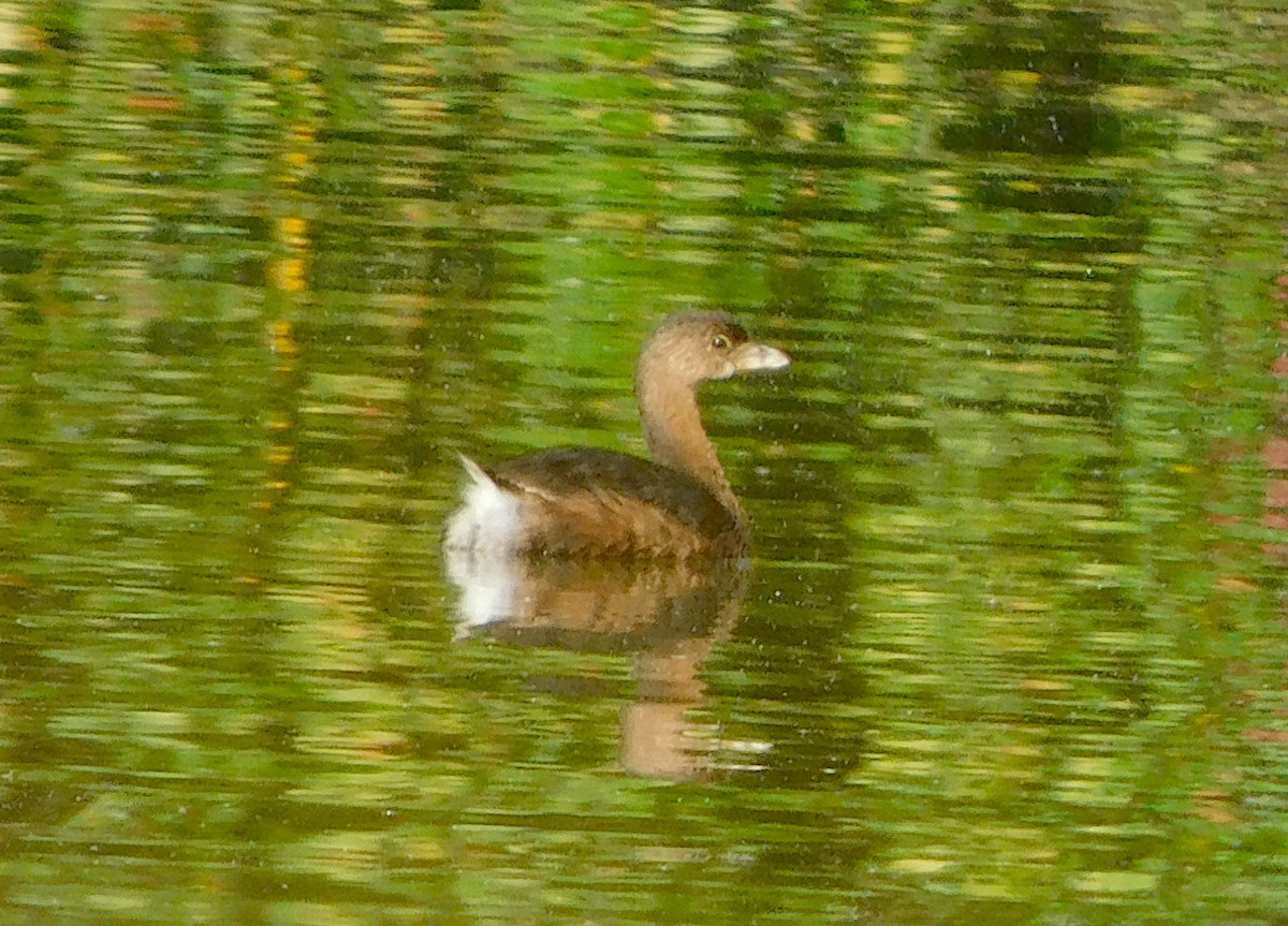Pied-billed Grebe - Lee Gray