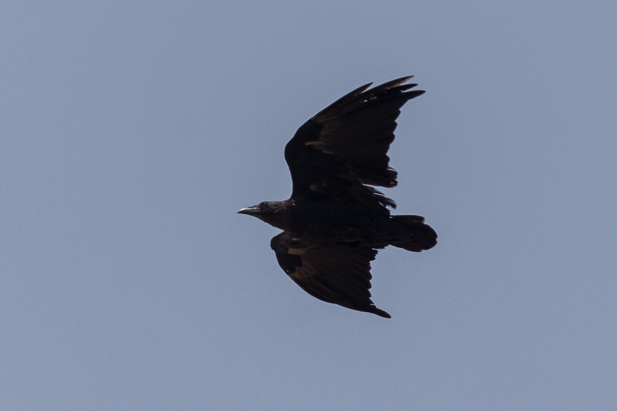 Fan-tailed Raven - ML486430751