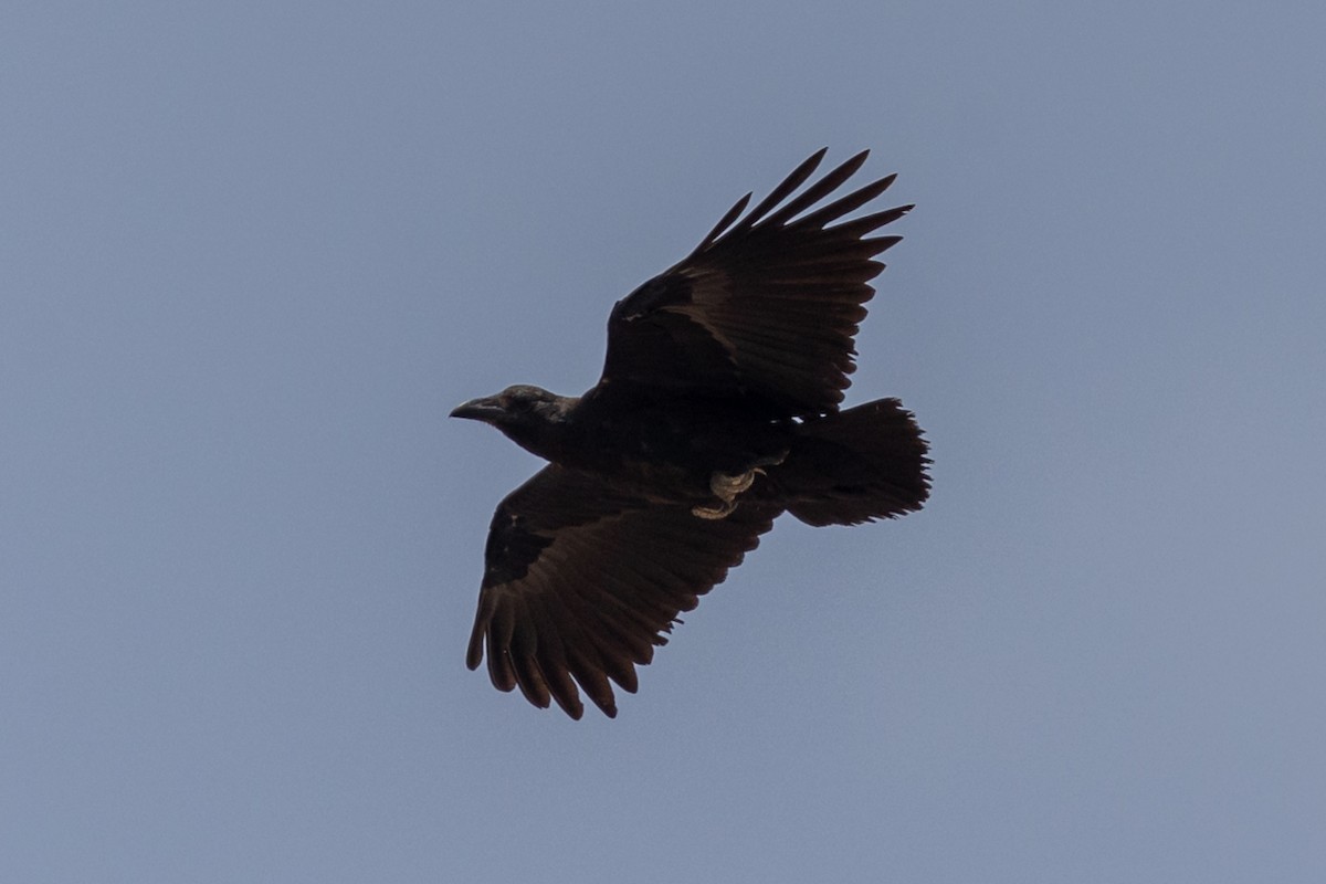 Fan-tailed Raven - ML486430761