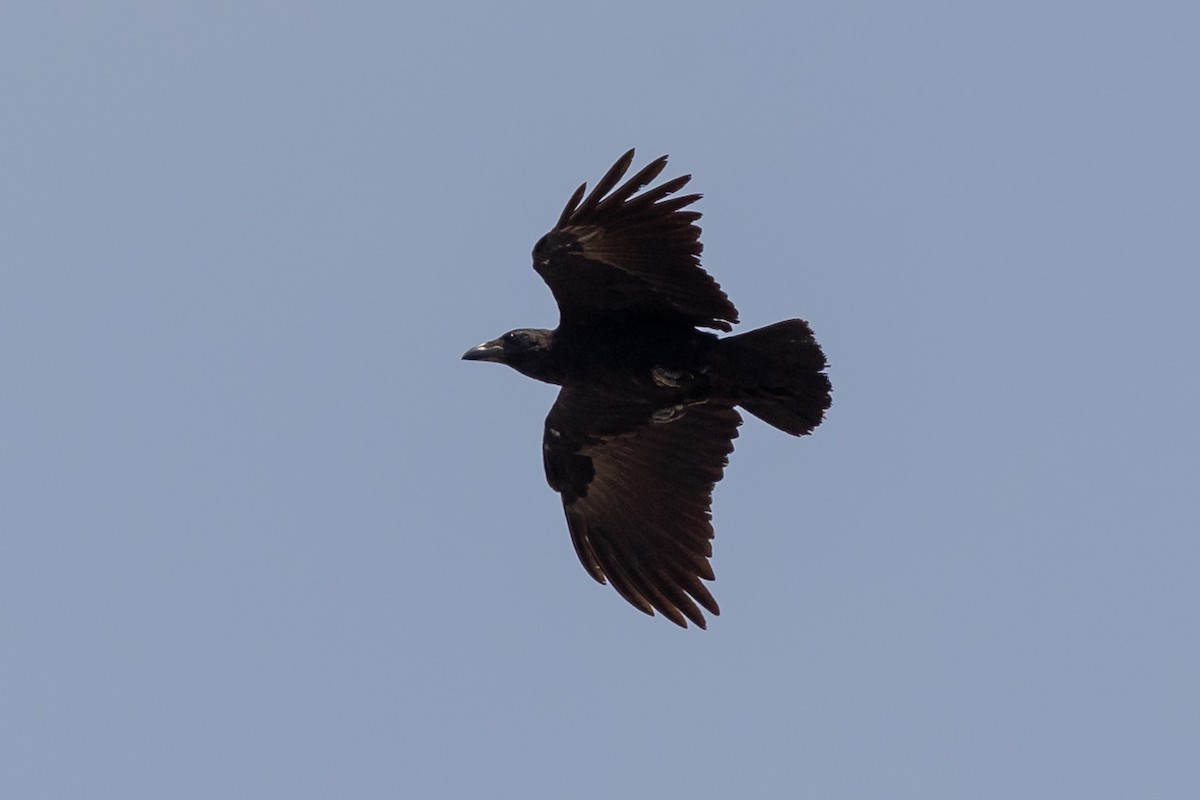 Fan-tailed Raven - ML486430791