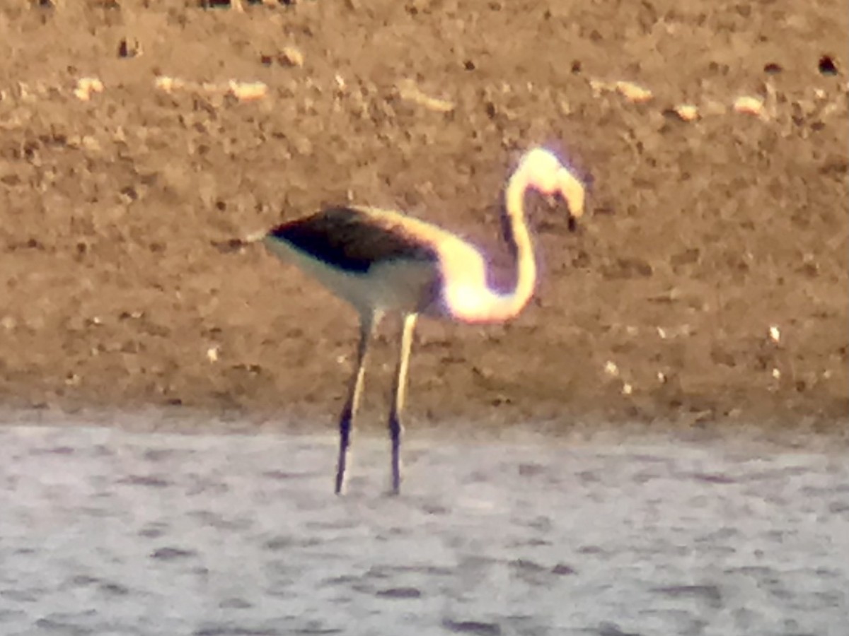 Greater Flamingo - Andrés  Riaguas