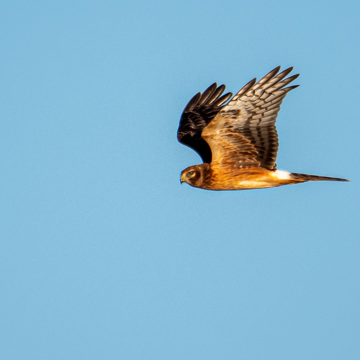 Northern Harrier - ML486434001