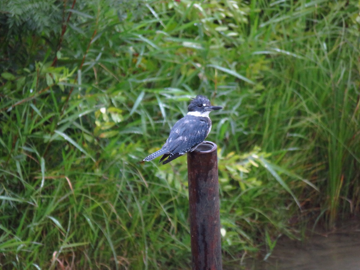Belted Kingfisher - ML486438751