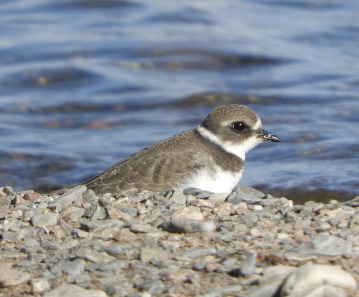 Semipalmated Plover - ML486443521