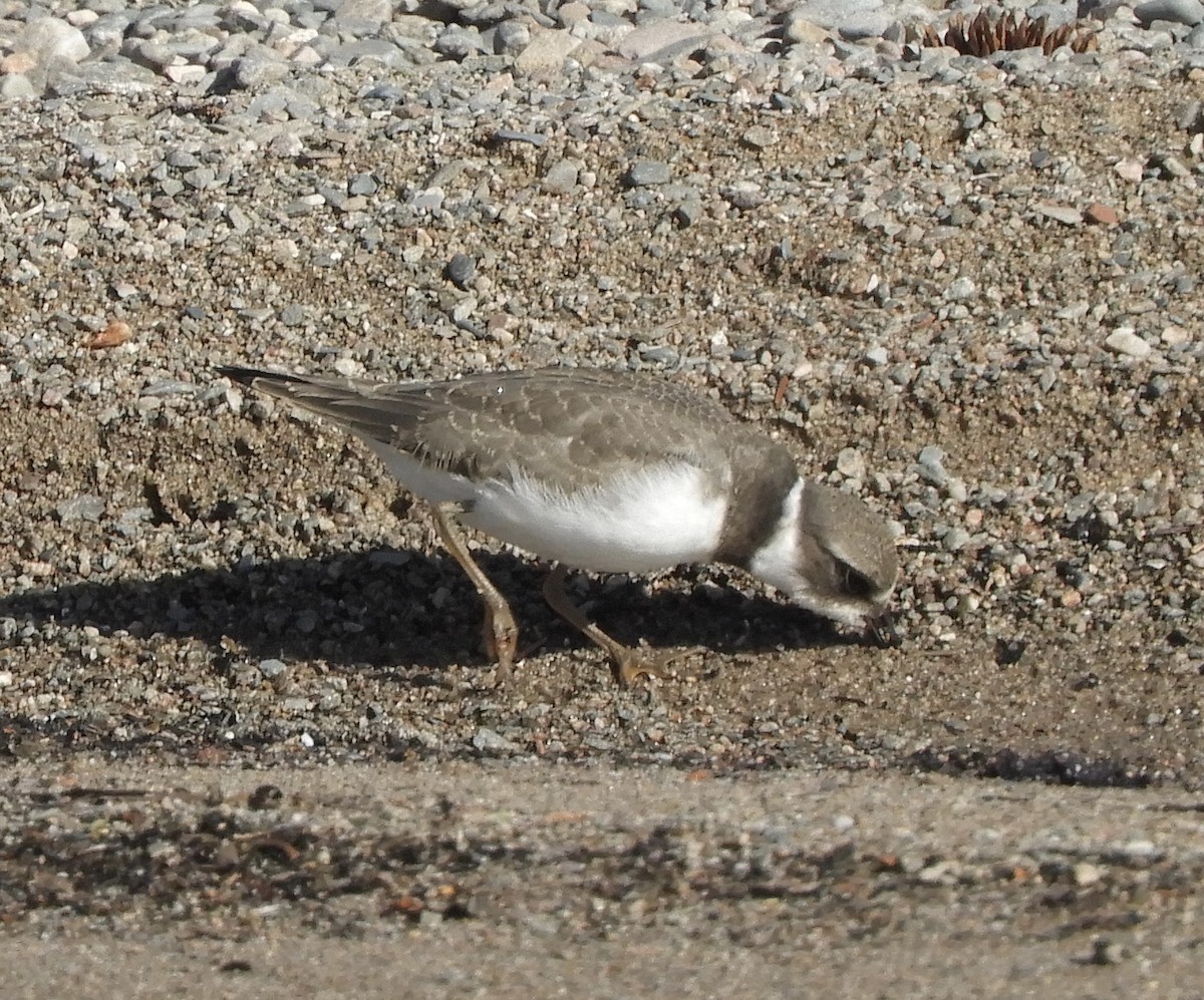 Semipalmated Plover - ML486443531