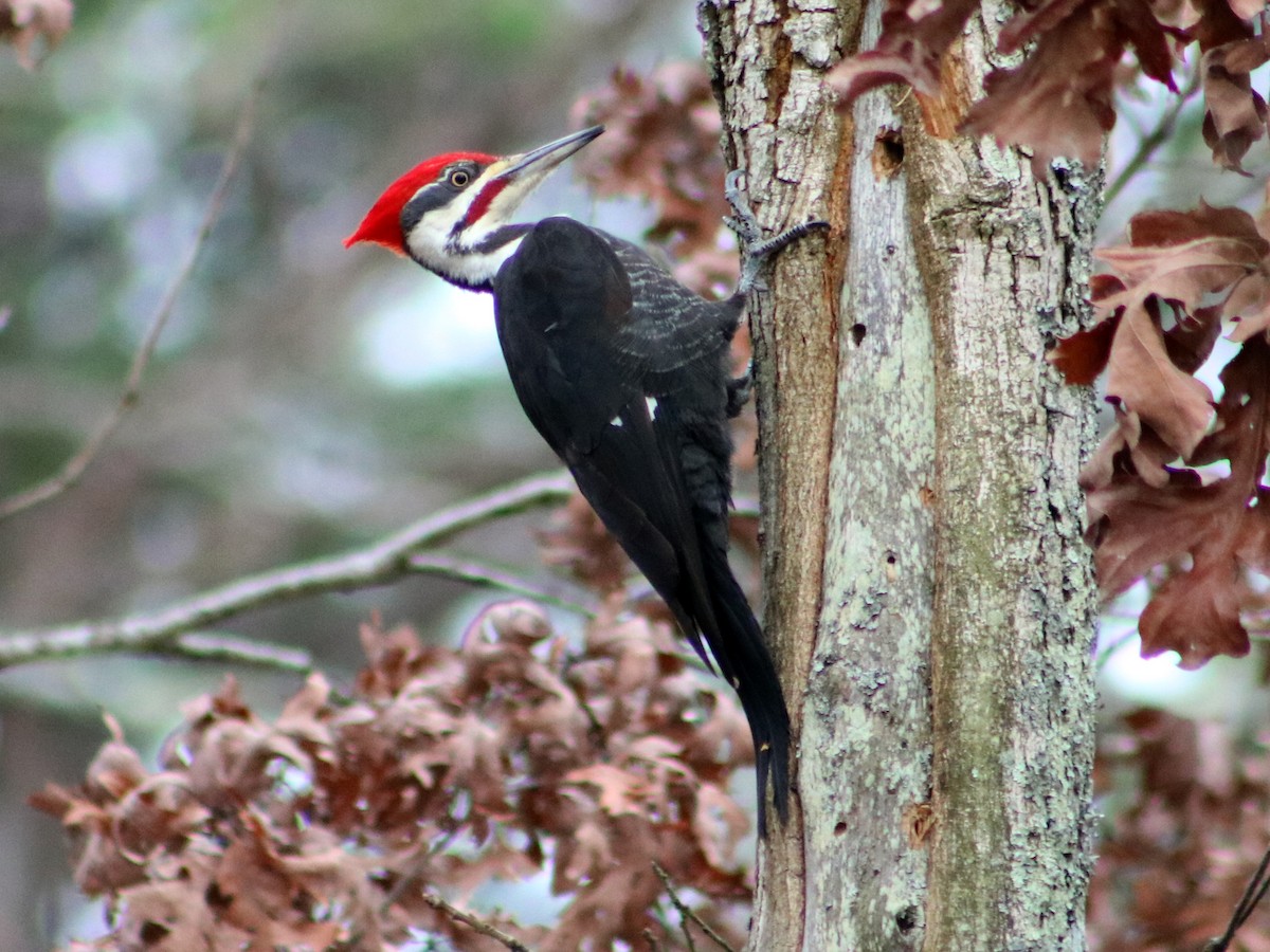 Pileated Woodpecker - Colin Sumrall