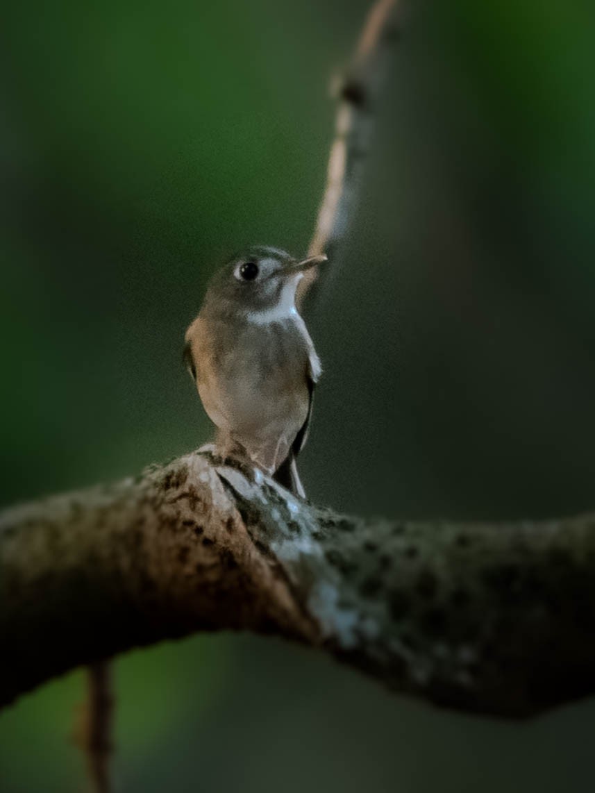 Brown-breasted Flycatcher - ML486449041