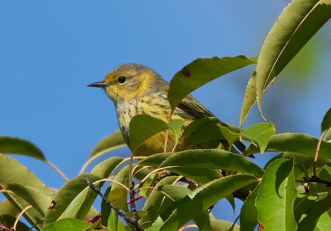 Cape May Warbler - ML486449401