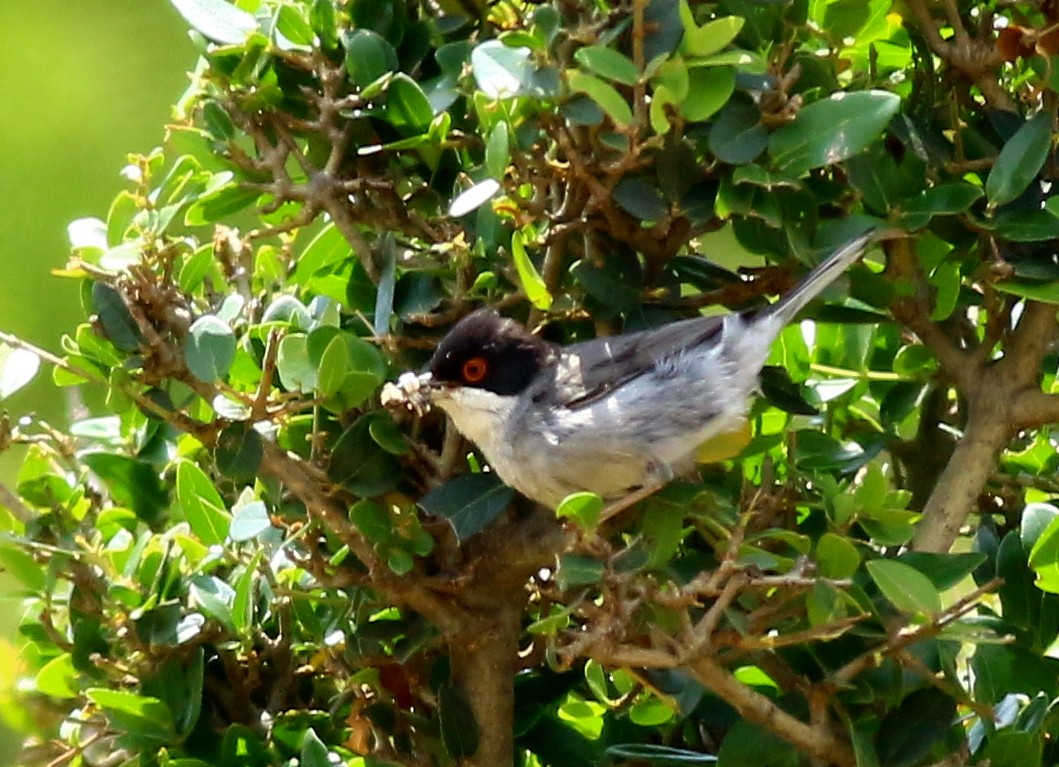 Sardinian Warbler - ibrahim uysal