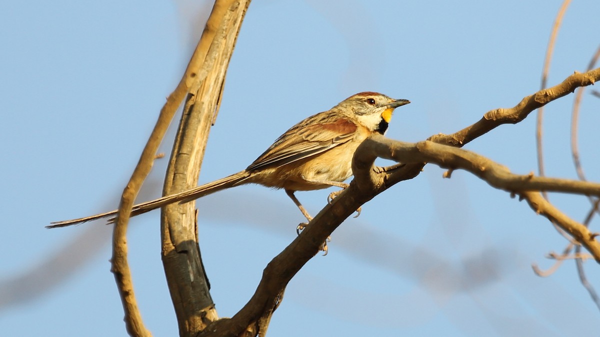 Chotoy Spinetail - ML486453541