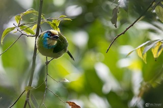  - Indochinese Barbet