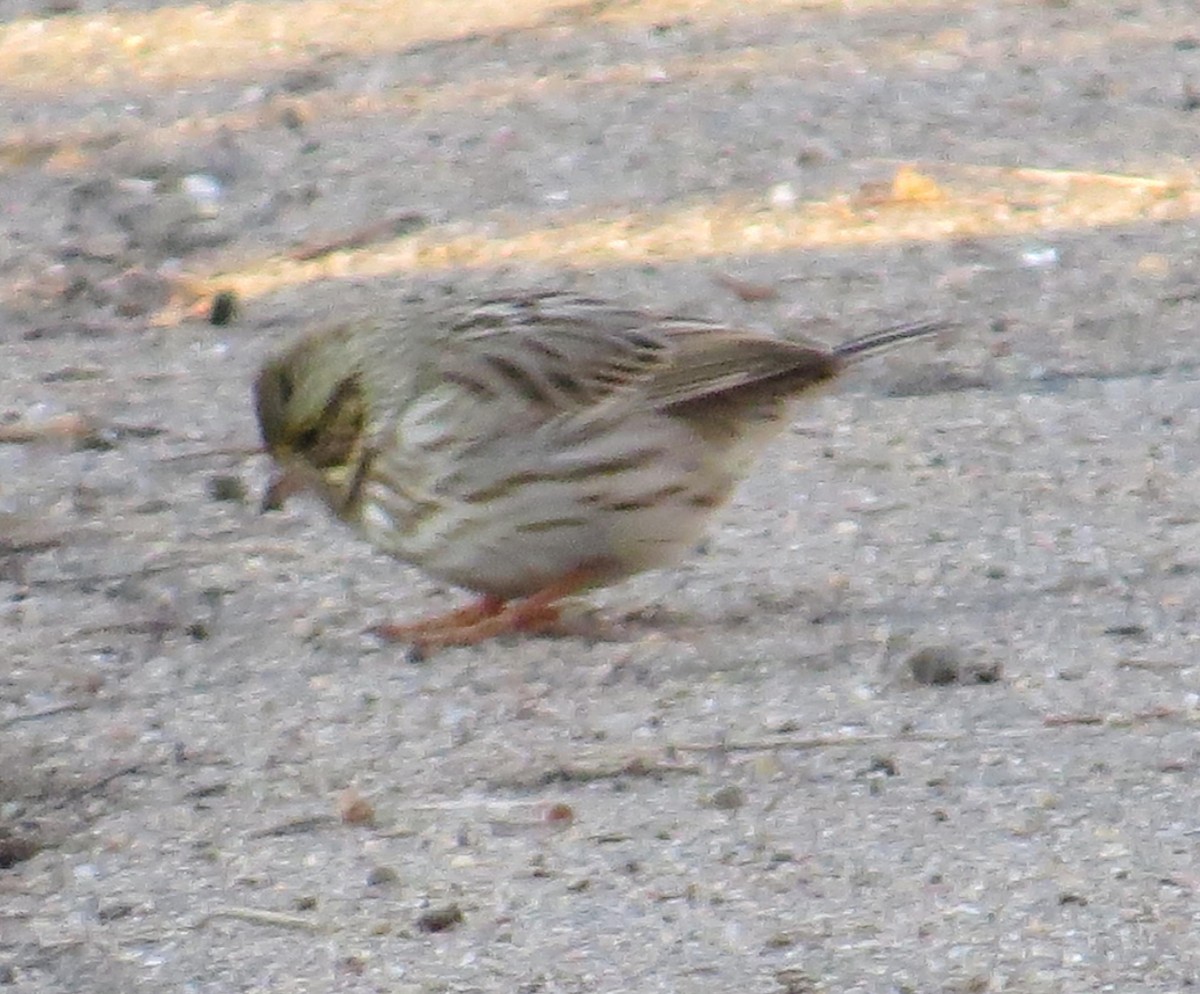Savannah Sparrow - ML48645831