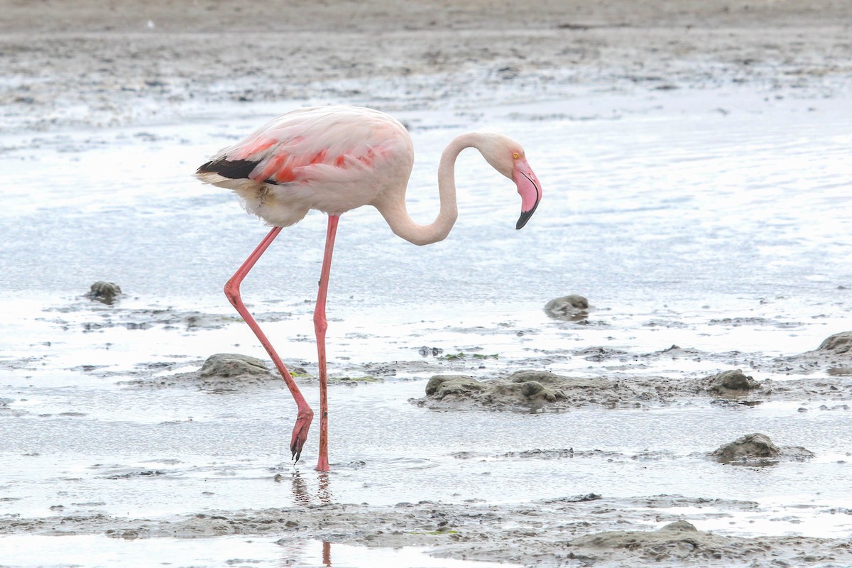 Greater Flamingo - ML486464871