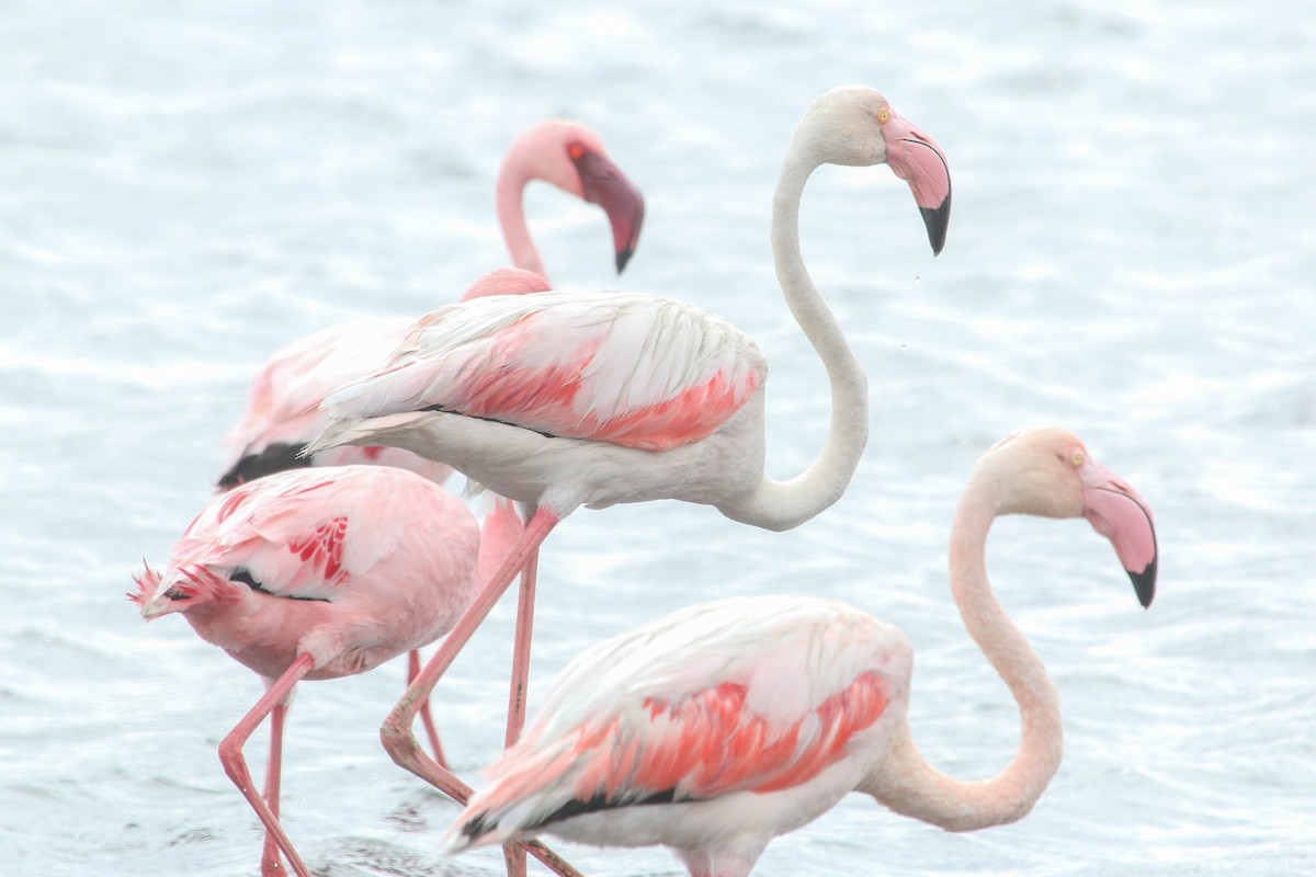 Greater Flamingo - ML486464901