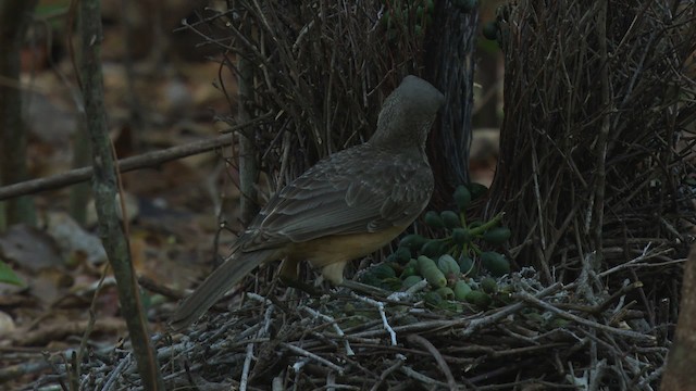 Fawn-breasted Bowerbird - ML486469
