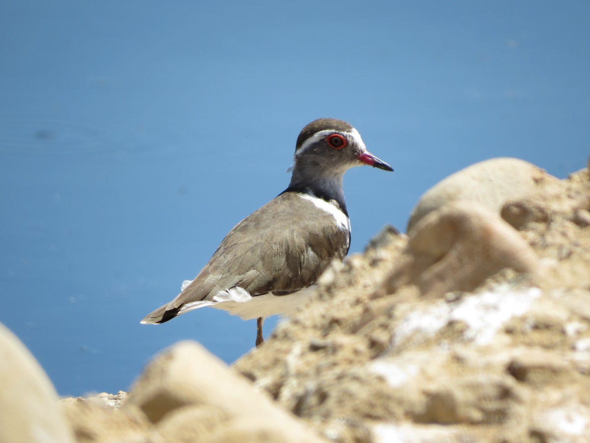 Three-banded Plover - ML48647191