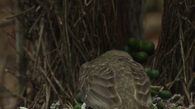 Fawn-breasted Bowerbird - ML486483