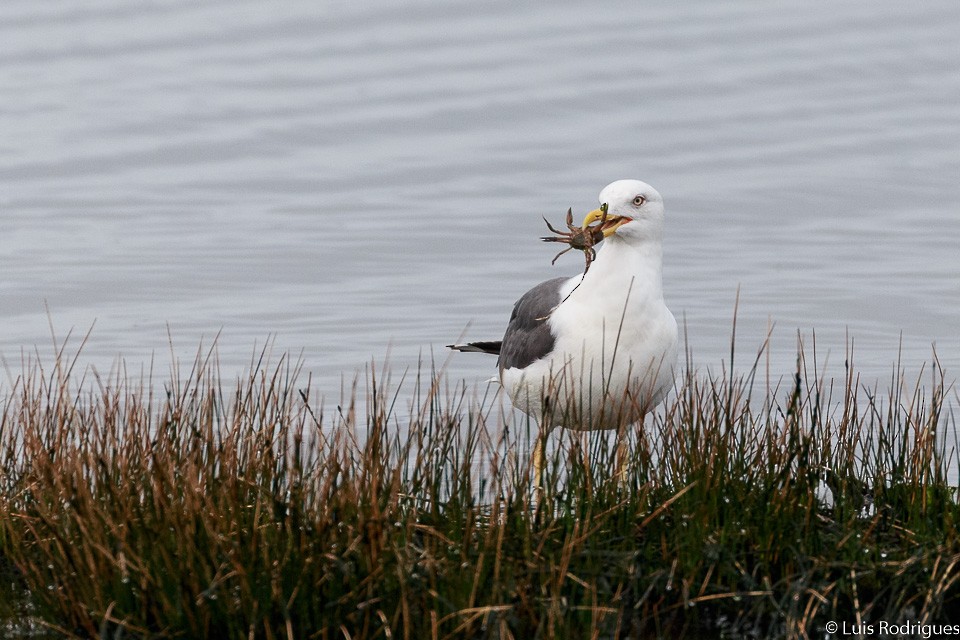 Lesser Black-backed Gull - Luis Rodrigues