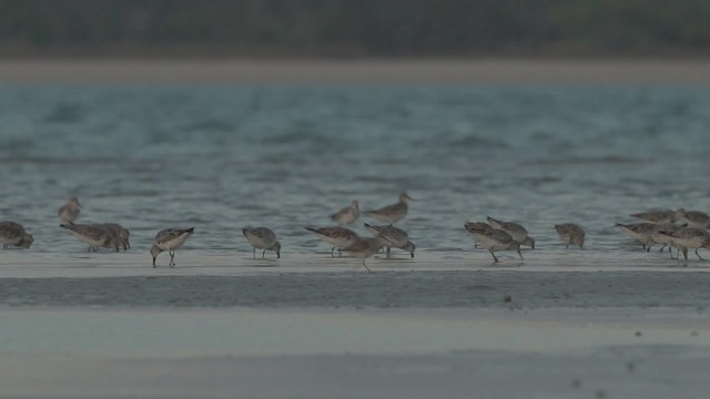 Great Knot - ML486504