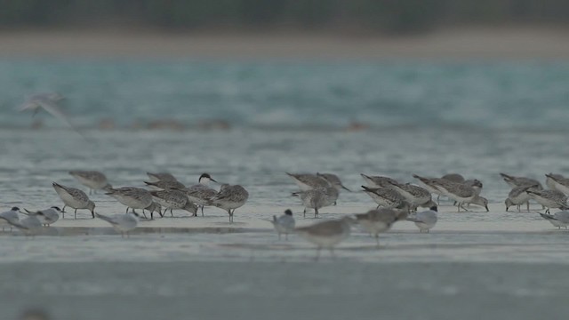 Great Knot - ML486505