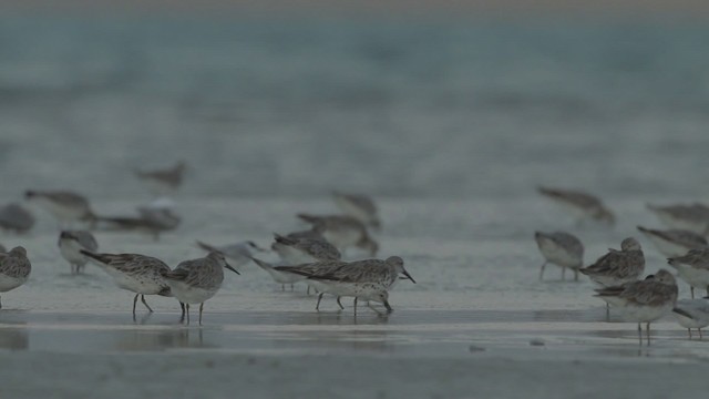 Great Knot - ML486507