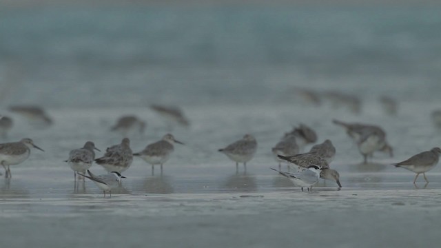 Great Knot - ML486508