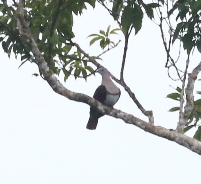 Zoe's Imperial-Pigeon - Mike O'Malley