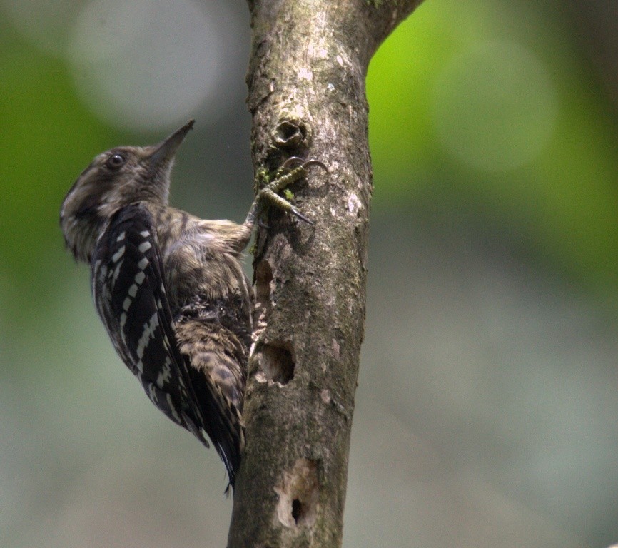 Gray-capped Pygmy Woodpecker - ML486508311