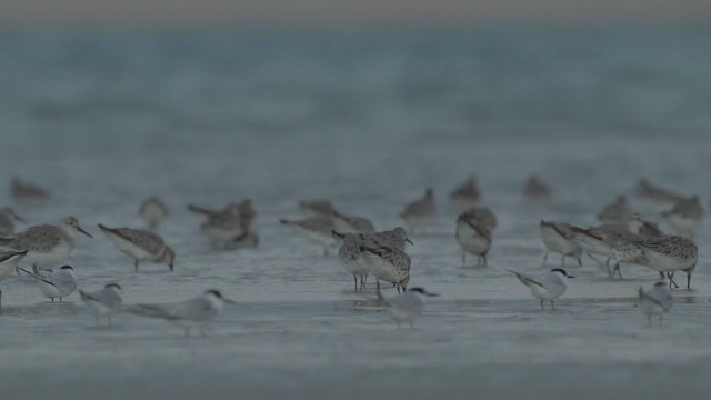 Great Knot - ML486509