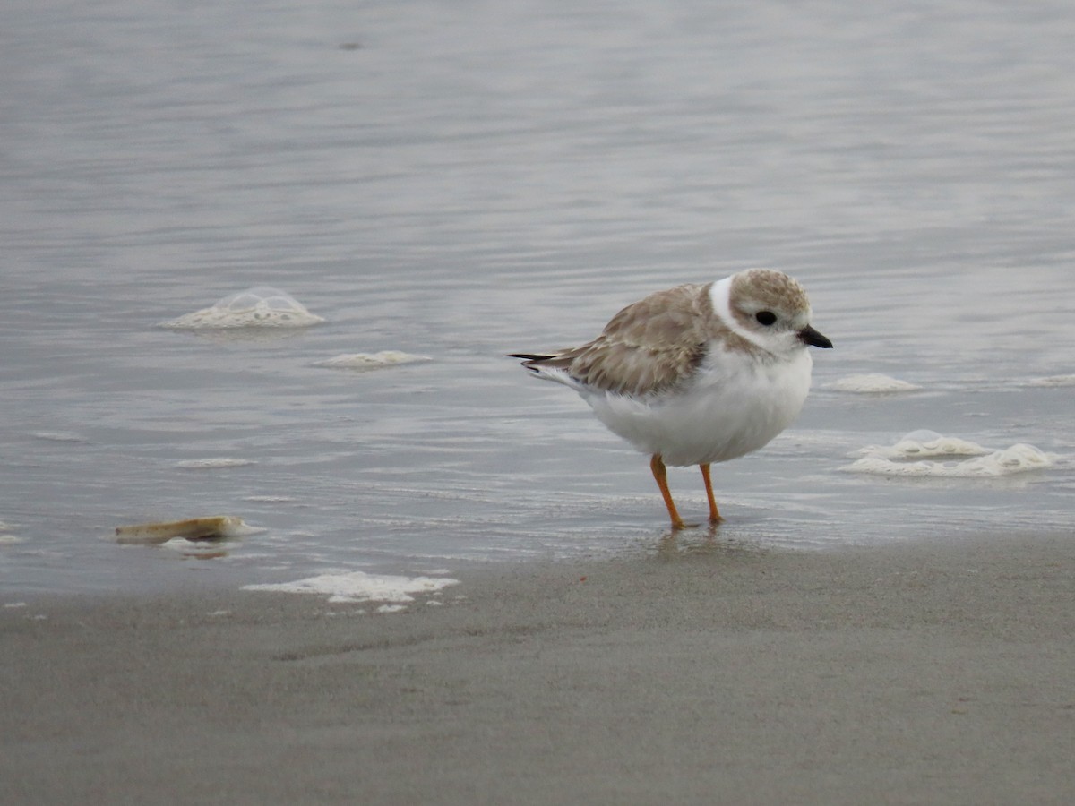 Piping Plover - ML486510161