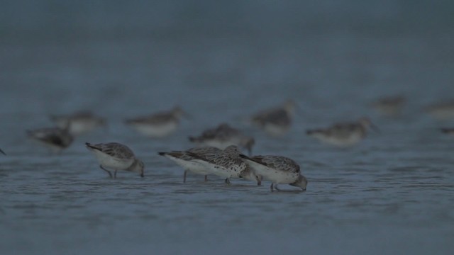 Great Knot - ML486511