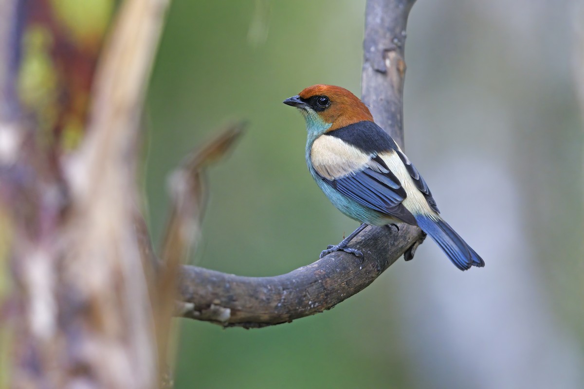 Black-backed Tanager - ML486511471