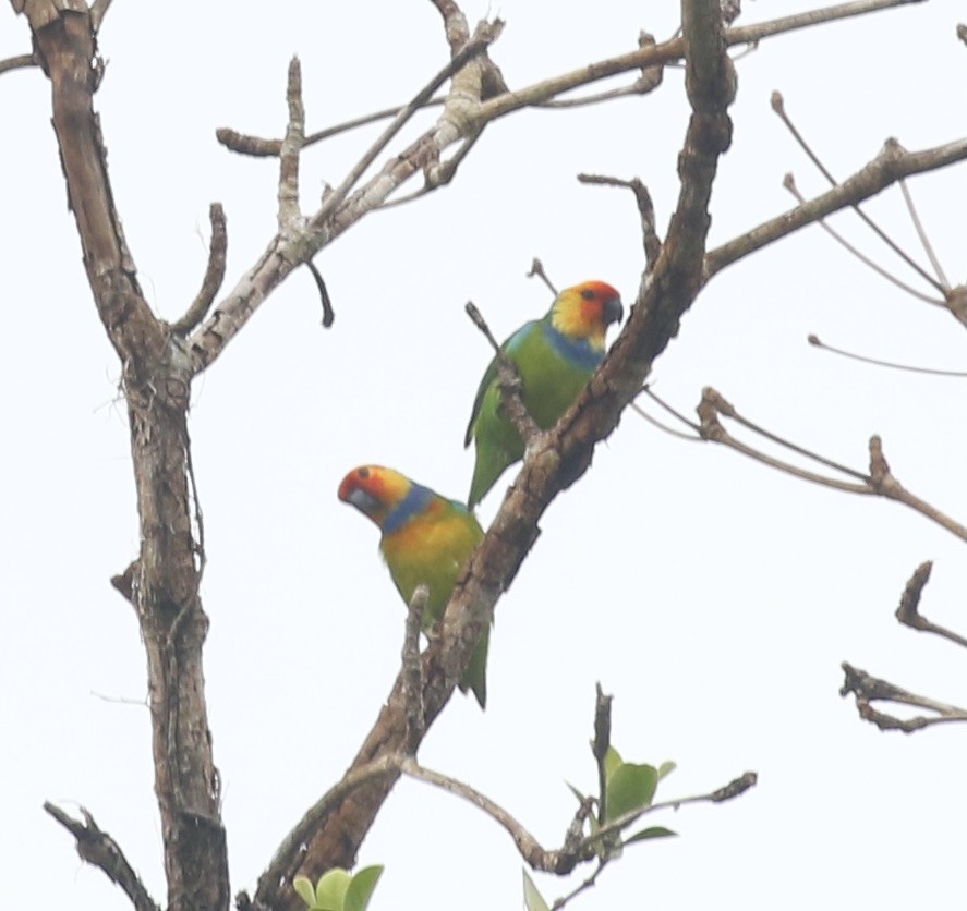 Large Fig-Parrot - ML486511781