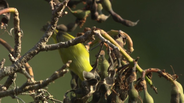 Ashy-bellied White-eye - ML486513