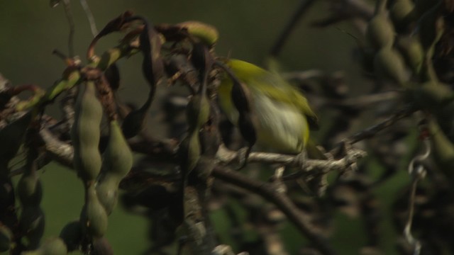 Ashy-bellied White-eye - ML486517