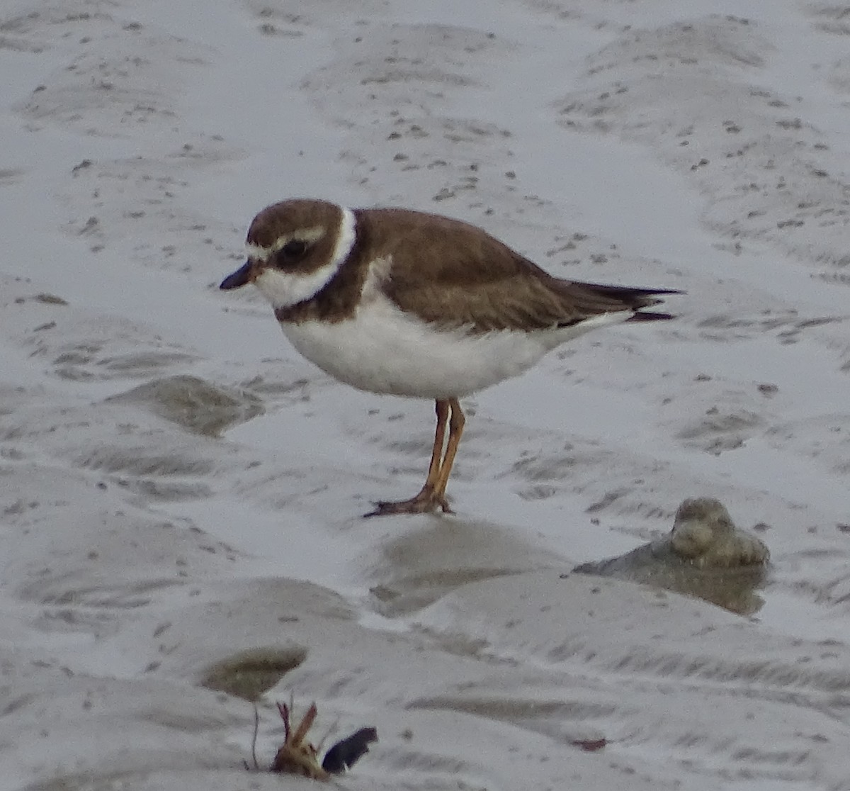 Semipalmated Plover - Don Bemont